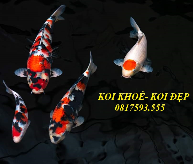 Bán buôn cám cá Koi - Đặc điểm và lợi ích của sản phẩm